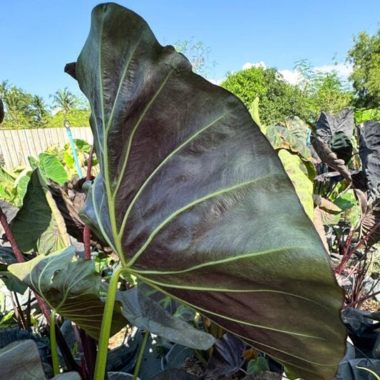 Colocasia EMERALD BONE