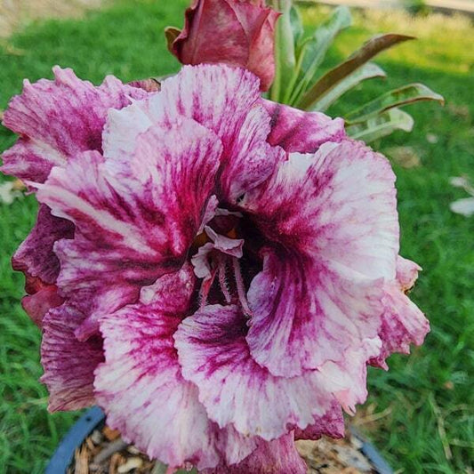 Adenium obesum EMERALD PURPLE