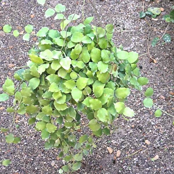 Hoya ENDAUENSIS