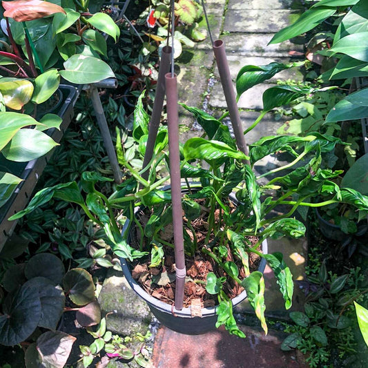 Epipremnum SHANGRI-LA GREEN