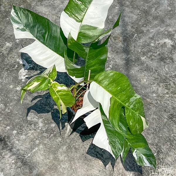 Epipremnum PINNATUM ALBO VAR BIG