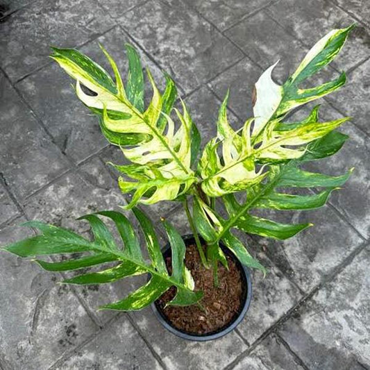 Epipremnum PINNATUM YELLOW FLAME