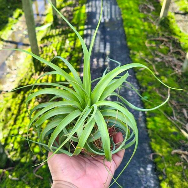 Tillandsia Eric Knobloch (brachycaulos x streptophylla) R