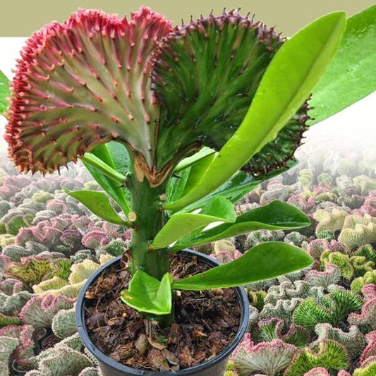 Euphorbia lactea cristata 2 TONE