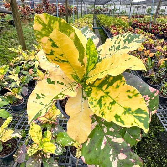 Croton EUROPE