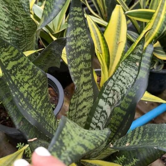 Sansevieria EVE