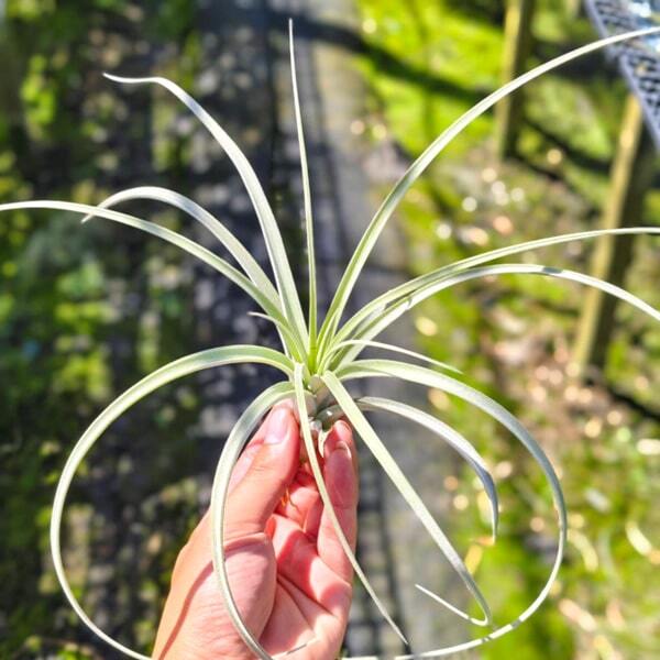 Tillandsia exserta L