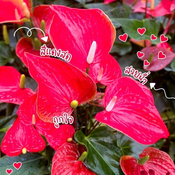 Anthurium andraeanum FELICITA