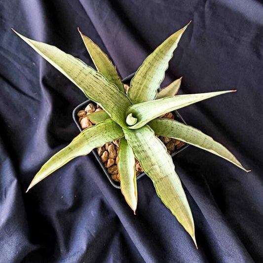 Sansevieria FIREWORK