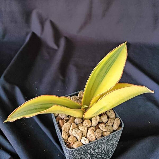 Sansevieria FORKSKAOLIANA VAR
