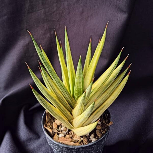 Sansevieria FRANCISII YELLOW VAR