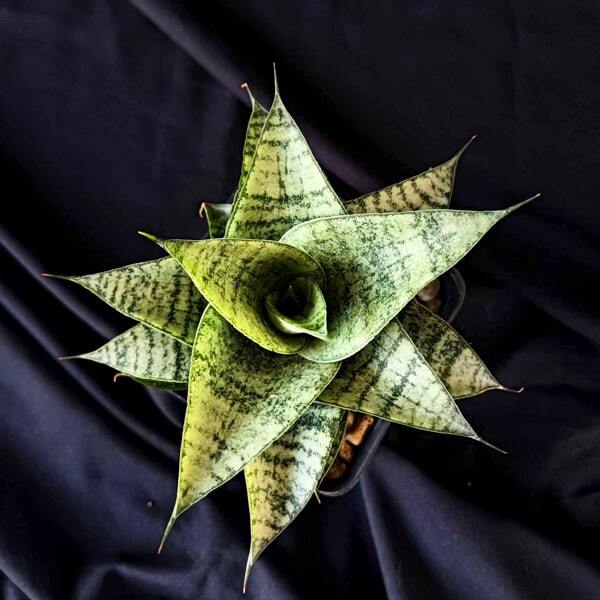 Sansevieria FROZEN ROSE
