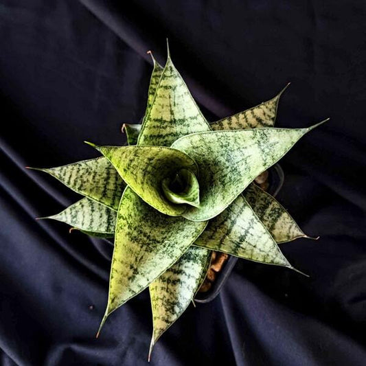 Sansevieria FROZEN ROSE