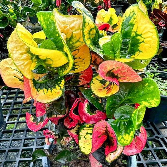 Croton FAIRY DRAGON Ð MANGKORN KHOTCHASI