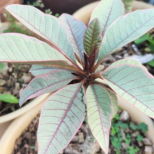 Plumeria FANCY RED / PINK LEAF