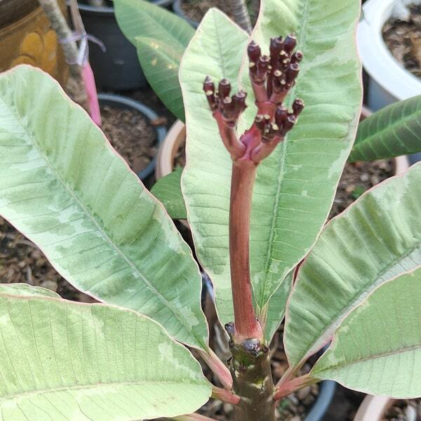 Plumeria FANCY YELLOW / SILVER LEAF