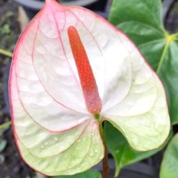 Anthurium andraeanum FANTASIA