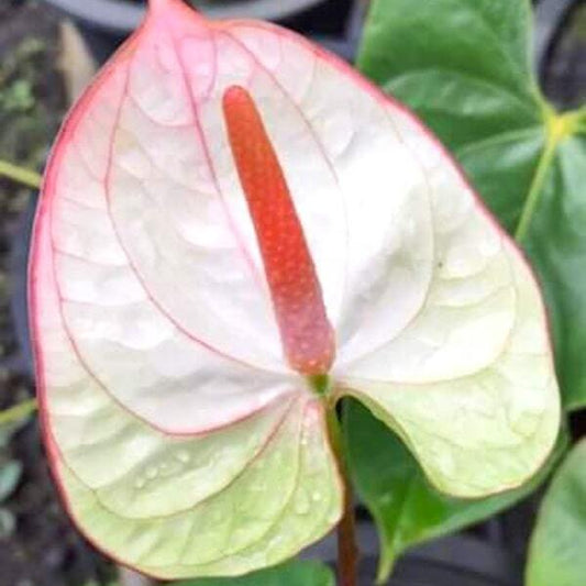 Anthurium andraeanum FANTASIA