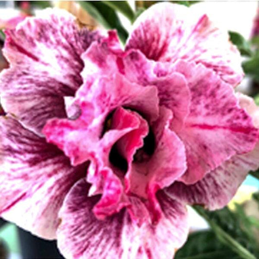 Adenium obesum FARAH