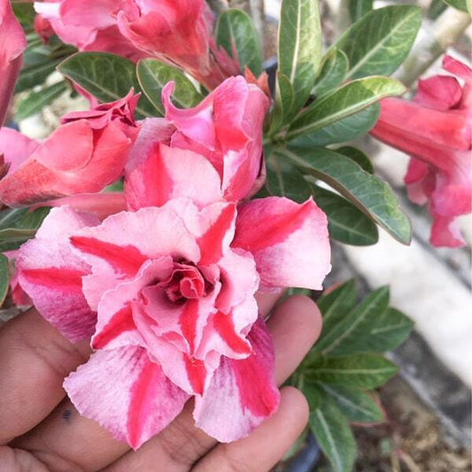Adenium obesum FARO