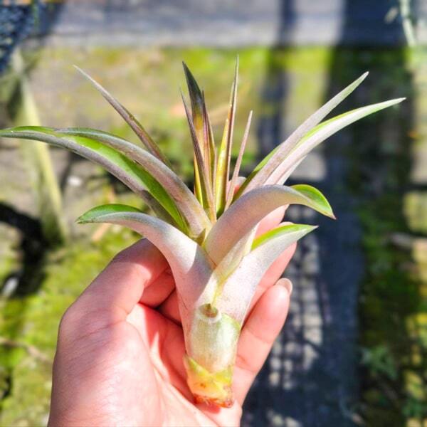 Tillandsia fasciculata Tropiflora R