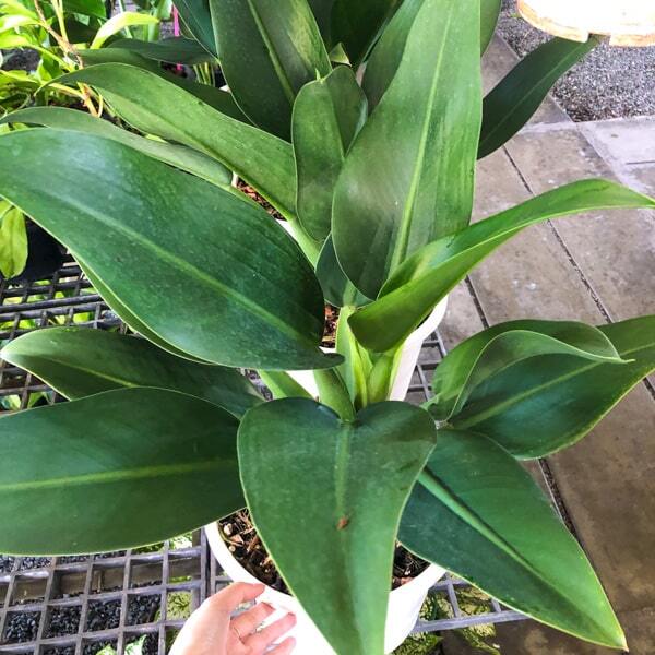 Philodendron MARTIANUM/FAT BOY