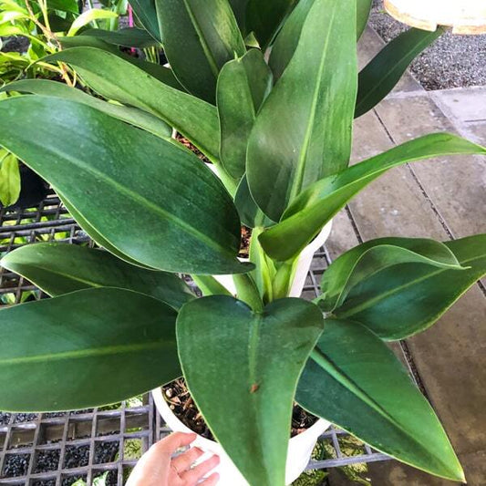 Philodendron MARTIANUM/FAT BOY