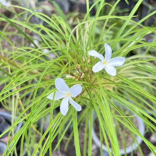 Plumeria FILIFOLIA