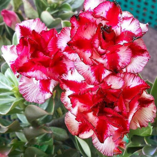 Adenium obesum FIRE ANGEL
