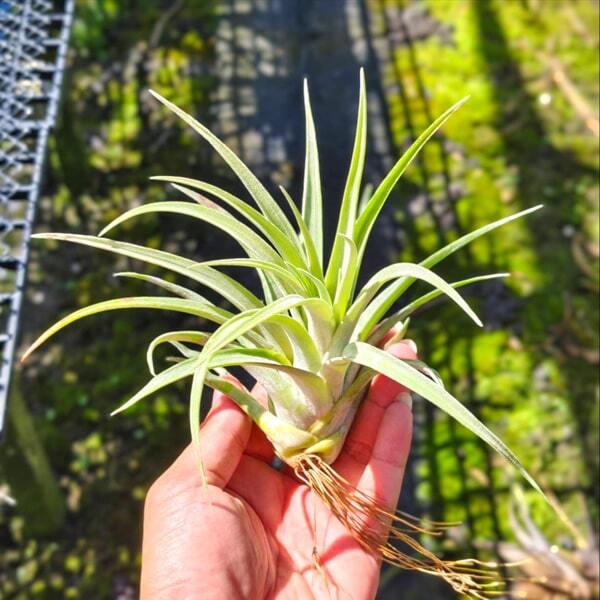 Tillandsia capitata Fire Orange R