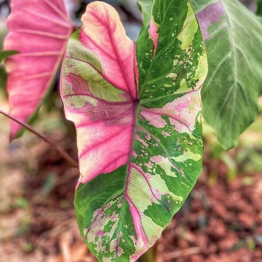 Colocasia FIRST PINK