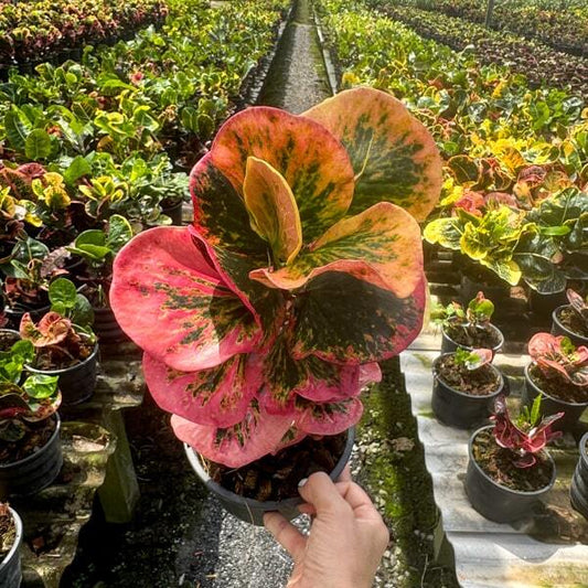 Croton FLAMINGO