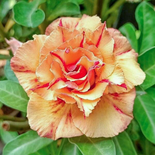Adenium obesum FLAMINGO