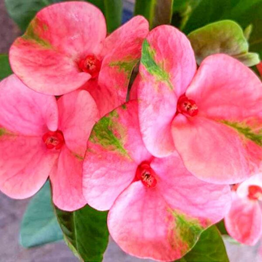 Euphorbia Milii FLAMINGO