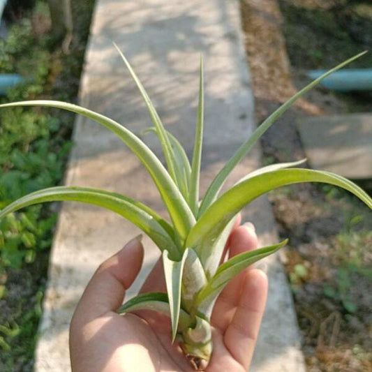 Tillandsia flexuosa v. vivipara M