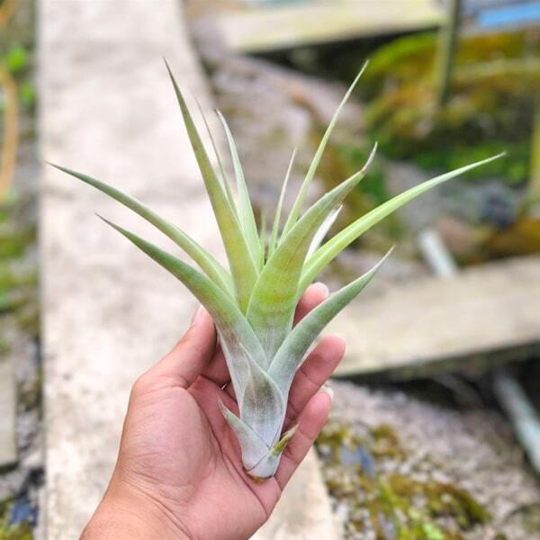 Tillandsia flexuosa Purple R