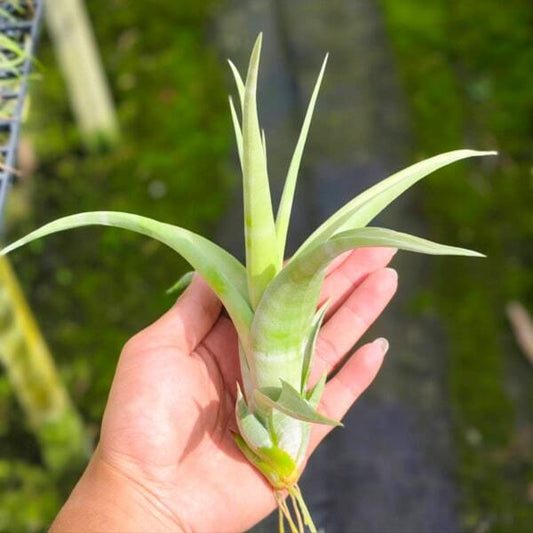 Tillandsia flexuosa v. vivipara R