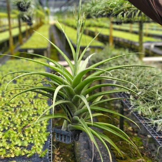 Tillandsia flexuosa v. vivipara CLUMP