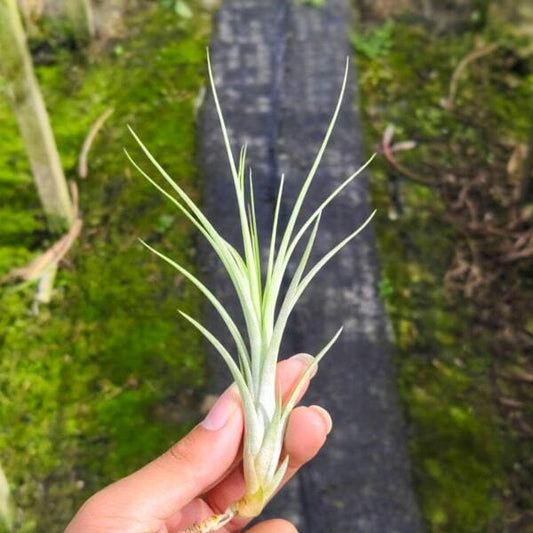 Tillandsia flexuosa x funckiana
