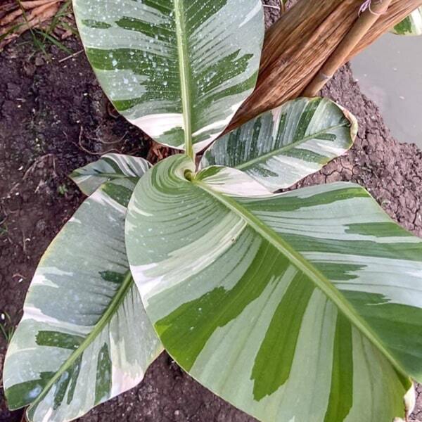 Banana variegated FLORIDA