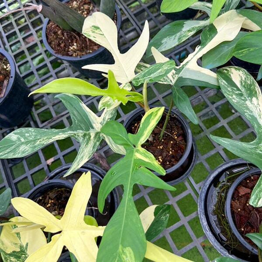 Philodendron FLORIDA BEAUTY