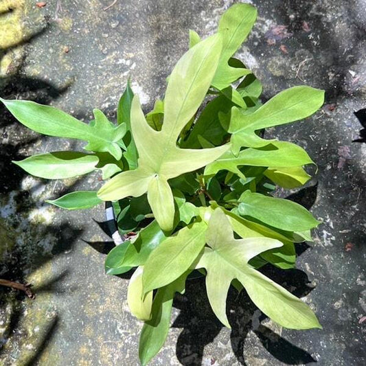 Philodendron FLORIDA GHOST MINT