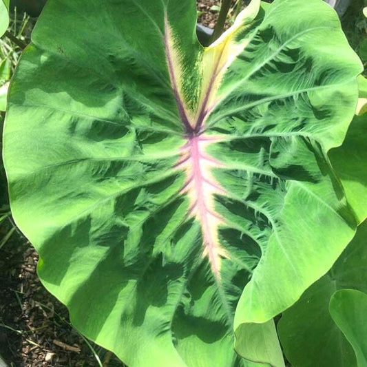 Colocasia FORGET ME NOT
