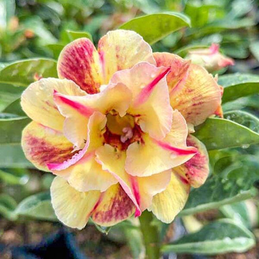 Adenium obesum FRAGRANT YELLOW