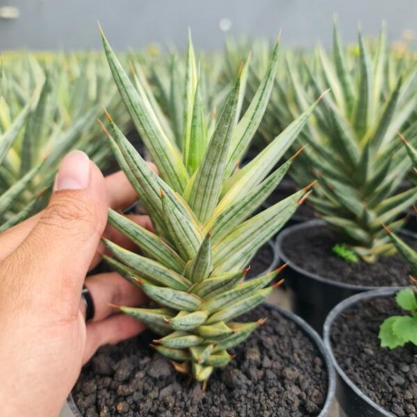 Sansevieria FRANCISII WHITE