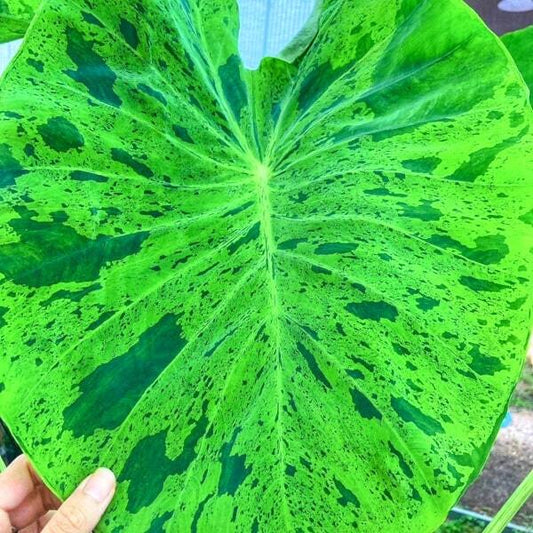 Colocasia FROG IN THE LOTUS