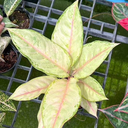 Aglaonema FROZEN