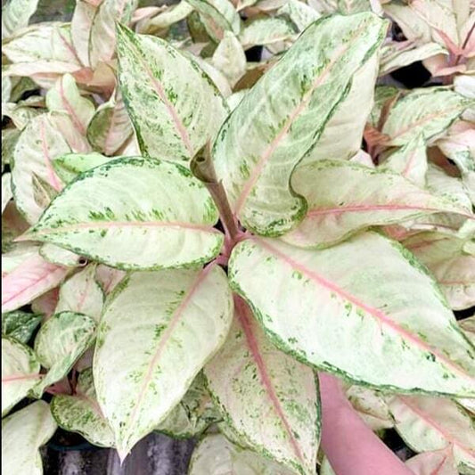 Aglaonema FROZEN