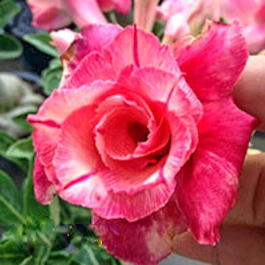 Adenium obesum FUJI LAVA