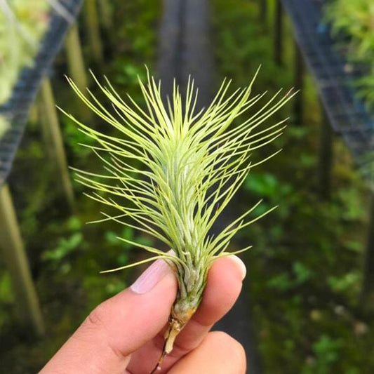 Tillandsia funckiana R